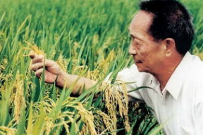 袁隆平的照片,杂交水稻之父，农业创新的璀璨明珠